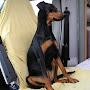 @deutscher-pinscher-vom-wei6708