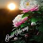 @aminabeheram4174
