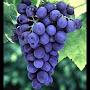 @ilovegrapes4101