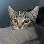 @user-crazycatlady