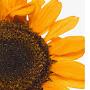 @sunflowerhappiness4188