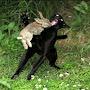 @killerrabitofcaerbannog