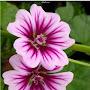 @selvikumaravel9712