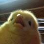 @Surprised_Chicken