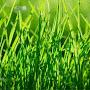 @Daily_Dose_of_Grass