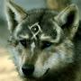 @NativeWarrior081