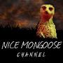 @NiceMongooseProd