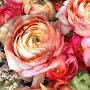 @pinkpeonies2025