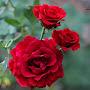 @hienlam6545