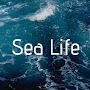 @sealife2578