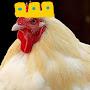 @k1ng_chicken