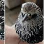 @tweetersthetalkingstarling5147