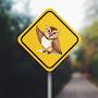@Owlet.The.Explorer