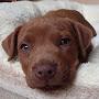 @alfiethepatterdaleterrier5595