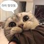 @고고양이-q8m