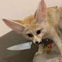 @fennecfoxfello2875
