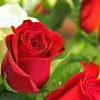@alialshali4793