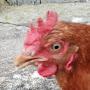 @Chicken_man12