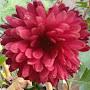 @rashidahmad3287