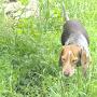 @Dog-cat123