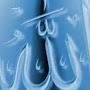 @iffatrana4860