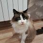 @котики100