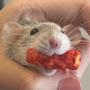 @Emo_ratatouillexp