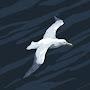 @ExcitedAlbatross-vs2uf