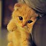 @hello_kitty-c4r