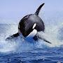 @orca-s8c