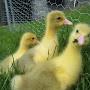 @ernestthesmallholder559