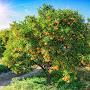 @my_limeozurchtree