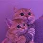@ferayesahin9546