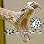 @독사쉬뀌