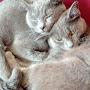 @Optimismus53