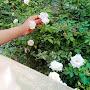@Farzia911