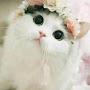 @AmalReda-ur4ph
