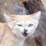 @dos-nyanko