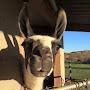 @ourllamacalmerfarminfrance239