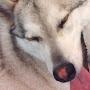 @ROLtheWolf