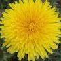 @IowaGarden
