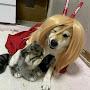 @FunnyPets20231