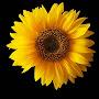 @homesweetesthome1726