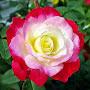 @santoshkoirala3