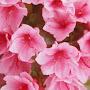 @franciscagarcia7914