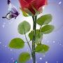 @abuyusra8156