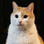 @fumeancats