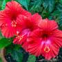 @hibiscus7314