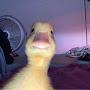 @DUCKMANYT-mostlyRL