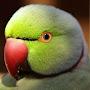 @tTheParakeet